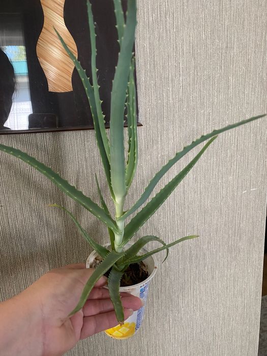 Алоэ лечебное продается