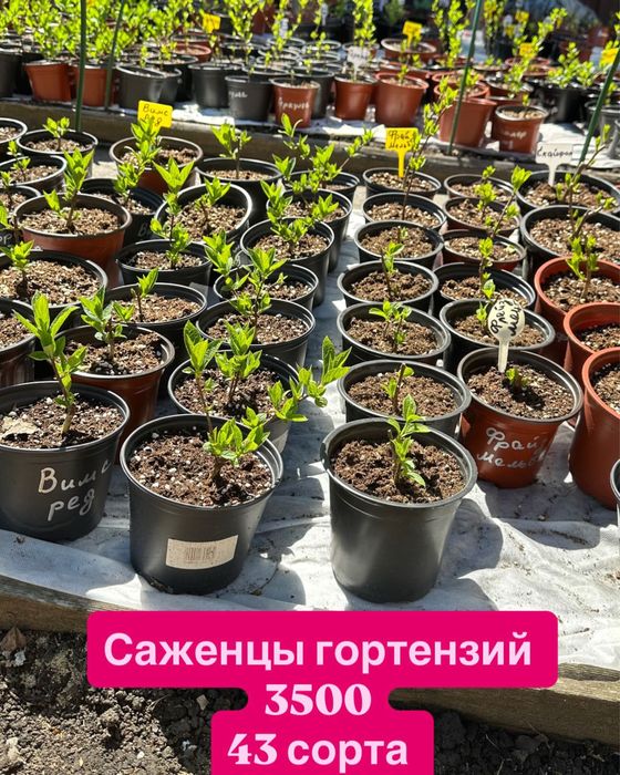 Саженцы гортензий