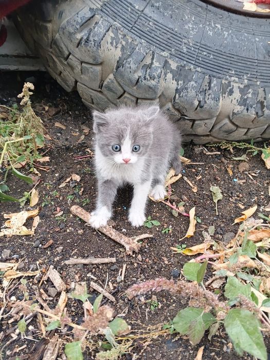 Котята бесплатно