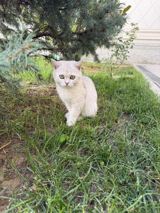 Кошка mushukcha британская