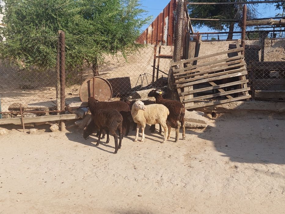 Ургашы и еркек қозылар сатылады