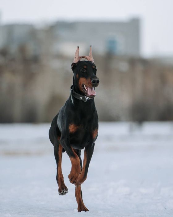 Продается доберман клубная