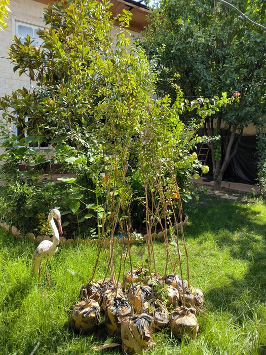 Индийский сирень