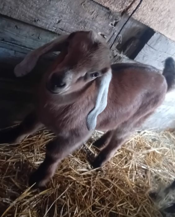 Vind capra  cu un ied..in TIMISOARA