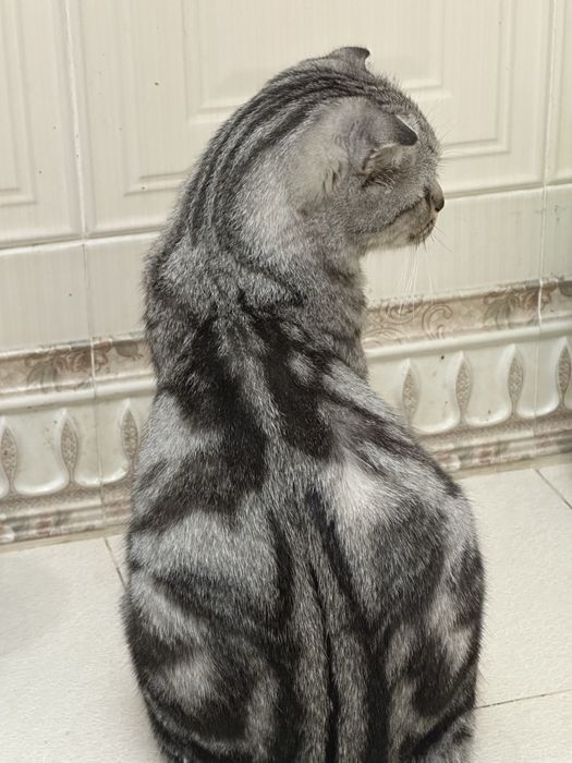 Кошка и котенкаа