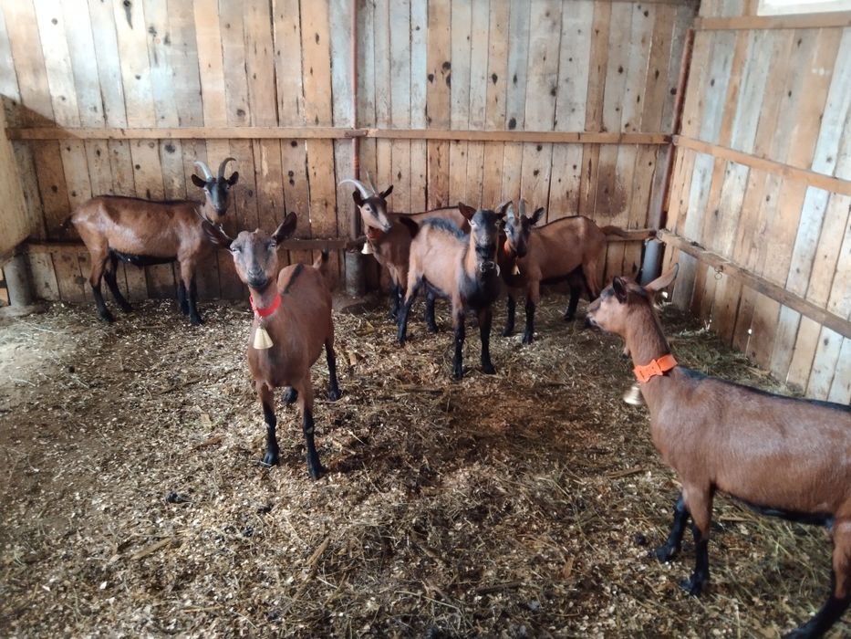 Schimb pe oi breze , alpina franceza