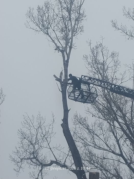 Спил деревьев обрезка плодовых деревьев