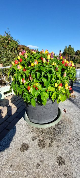 Chili/ardei iuți