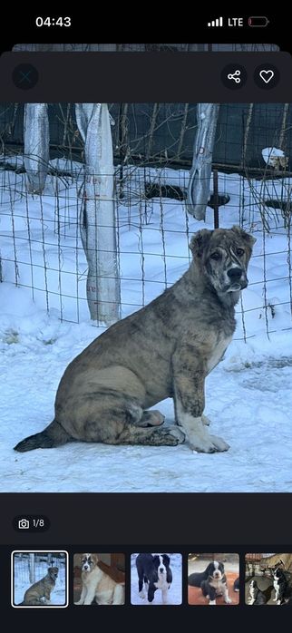 Тигровая девочка САО (алабай)