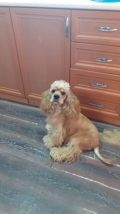 привозной кобель американского кокер спаниеля