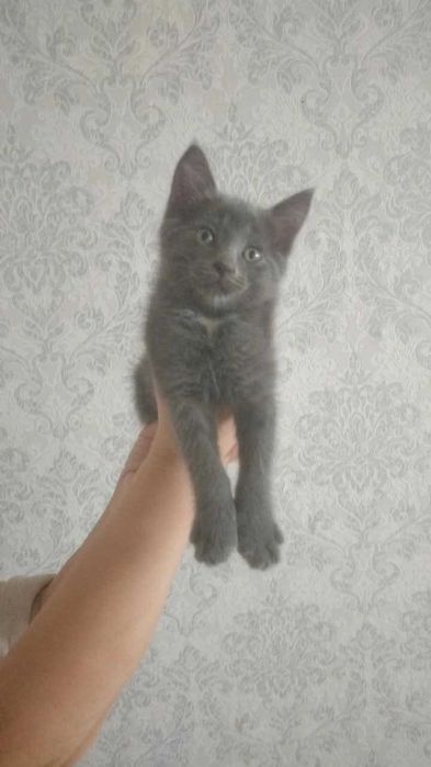 Породистые Кошечки