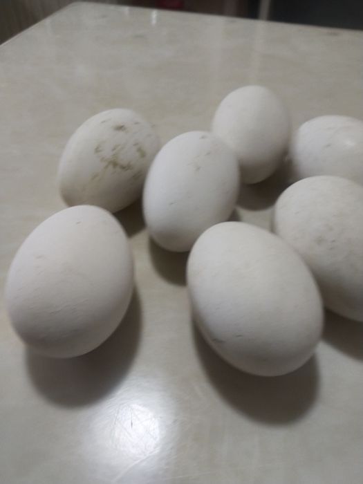 Гусиные яйца от домашних серых гусей
