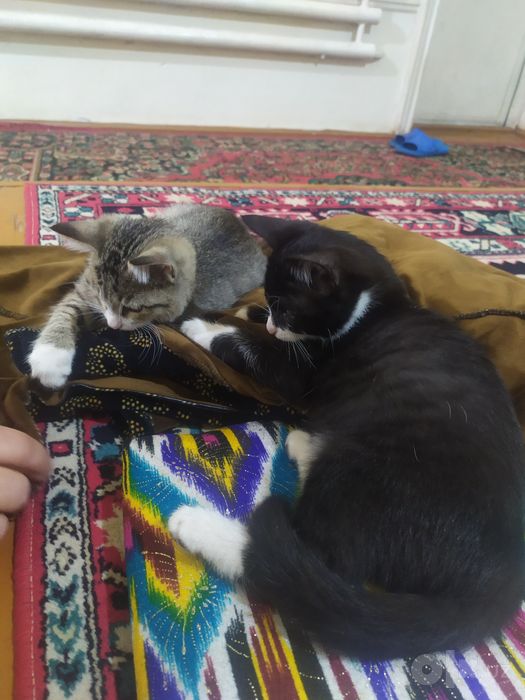 3 oylik,qız bola mushuklar yaxshi insonlarga hadyaga beriladi
