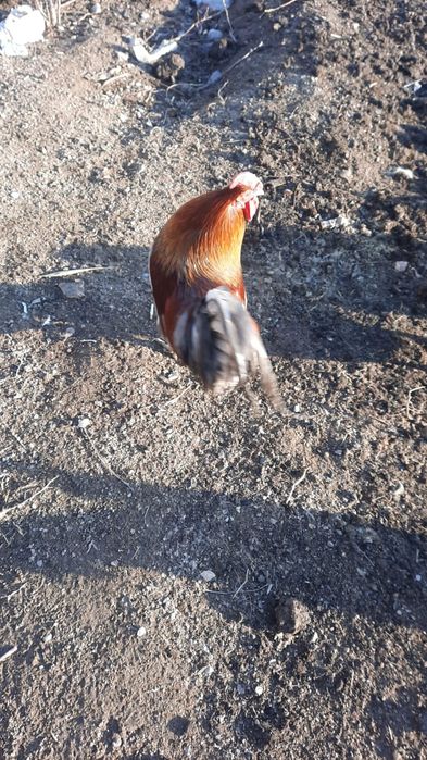 Домашние петухи , үйдің әтештері