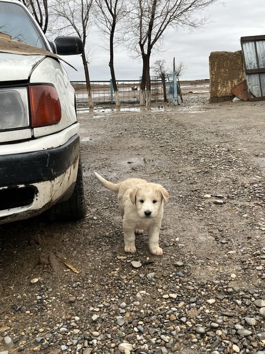 Алабай щенки күшіктер