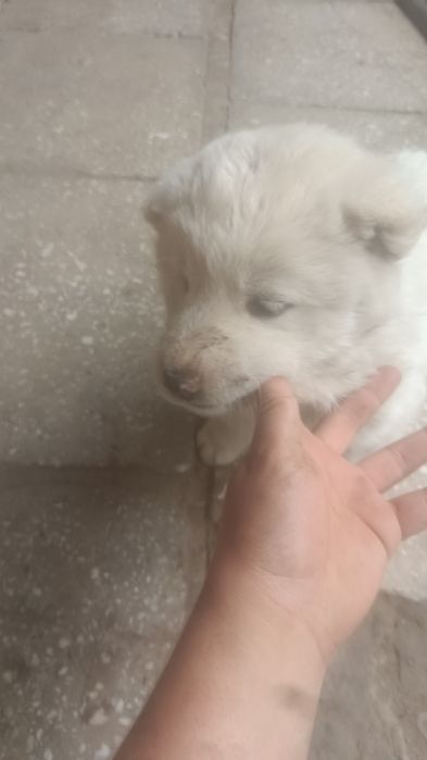 Продаю Щенка алабай