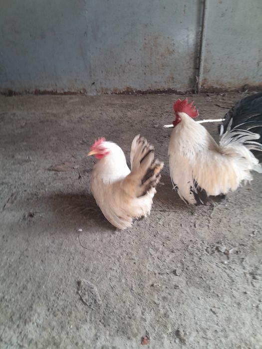 Vand gaini Chabo si Plymouth