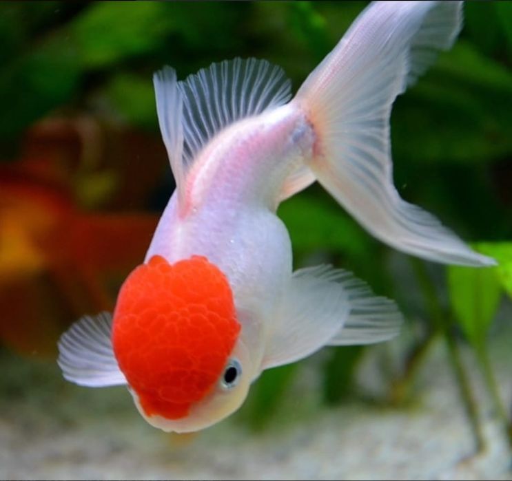 Мирные рыбки для акварюма