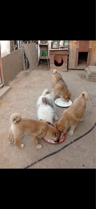 Щенки Лайки Зарадно Сибирской