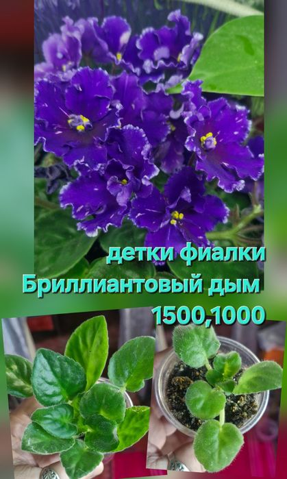 Цветы на продажу