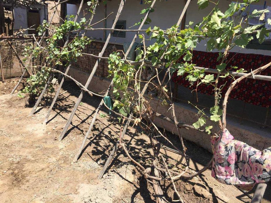 хожели районы хорезм кошеси 19 уй сатылады.