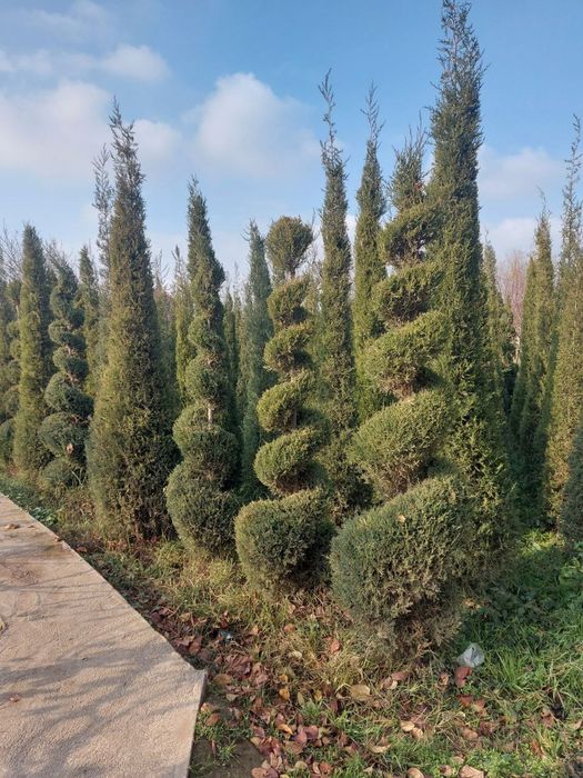 Маржвинка старичка сипирал