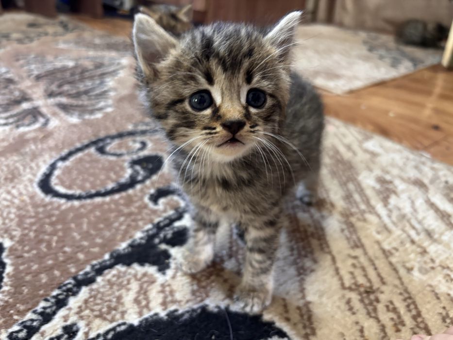 Отдам котят в добрые руки