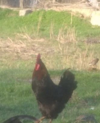 Қораз сатамын, айырбастаймын тауыққа