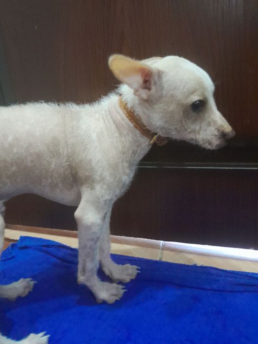 Пристраивается в хорошие руки