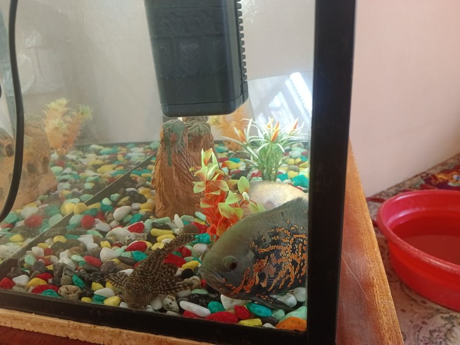 Avstranatuslar oq va qora   bor