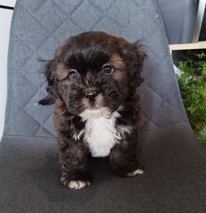 Shih poo/Mini poodle