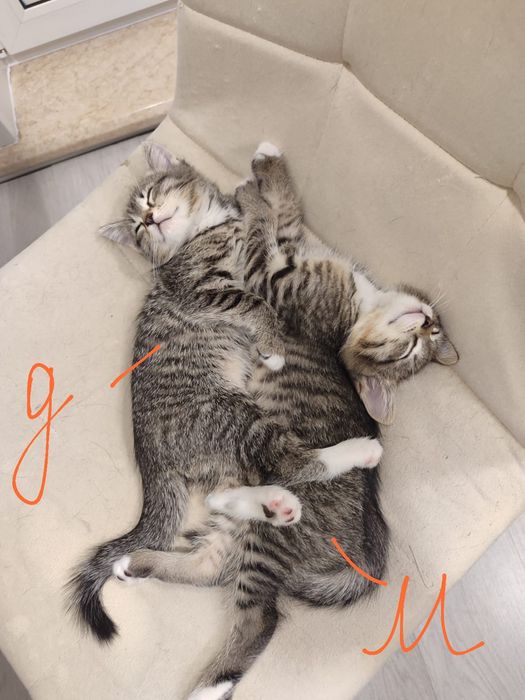 Отдам котят в добрые руки