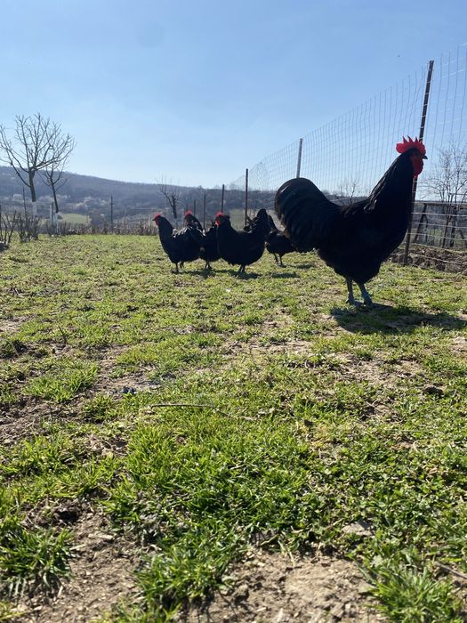 Vand famile Australorp Negru 6+1