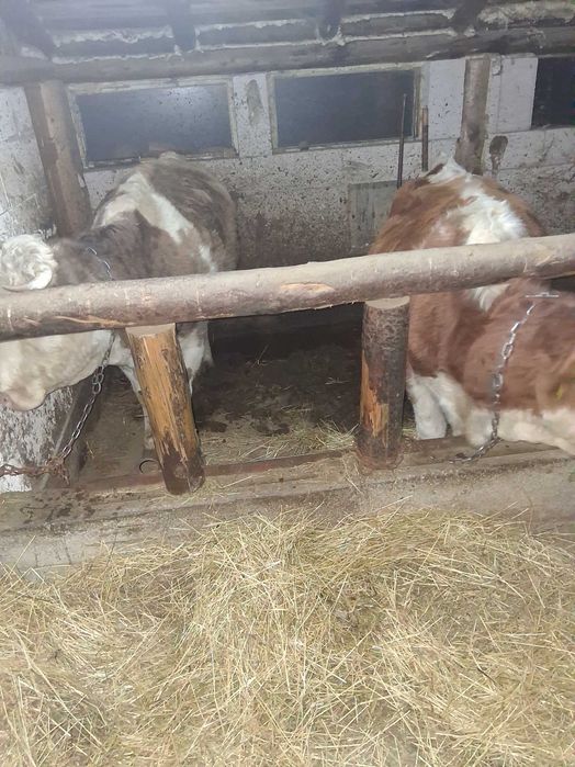 Vitei de vanzare bun de taiat sau de tinut