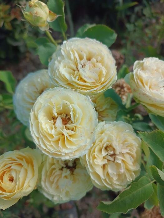 Atirgul koʻchatlari sotiladi