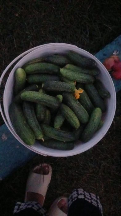 Продается домашние огурцы, черри, помидор