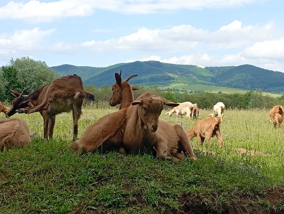 Iezi de vânzare