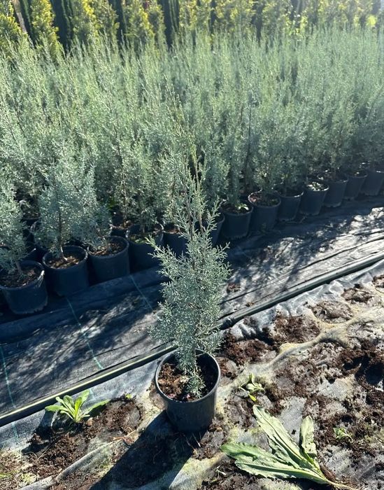 Кипарис аризоника Фастигиата хидли оригинал