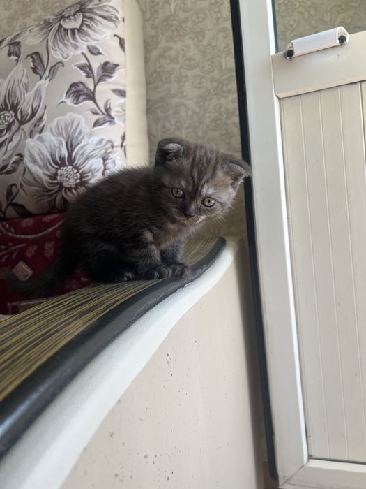 Продам шотландского котенка