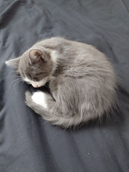 Котенок мальчик!