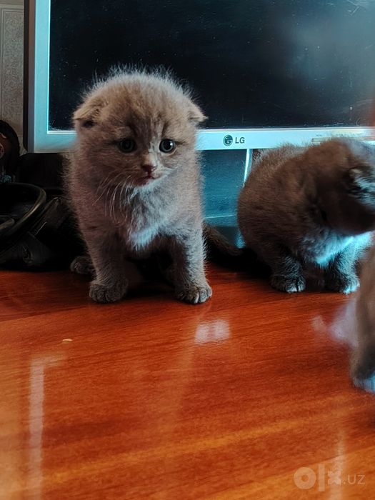 Продаются котята шотландской породы
