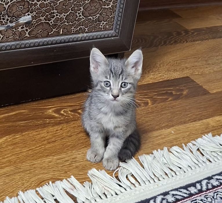 Котята хорошие руки