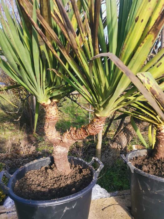 Палма юка външна студоустойчива