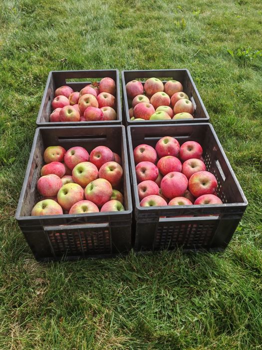 Яблоки со своего сада