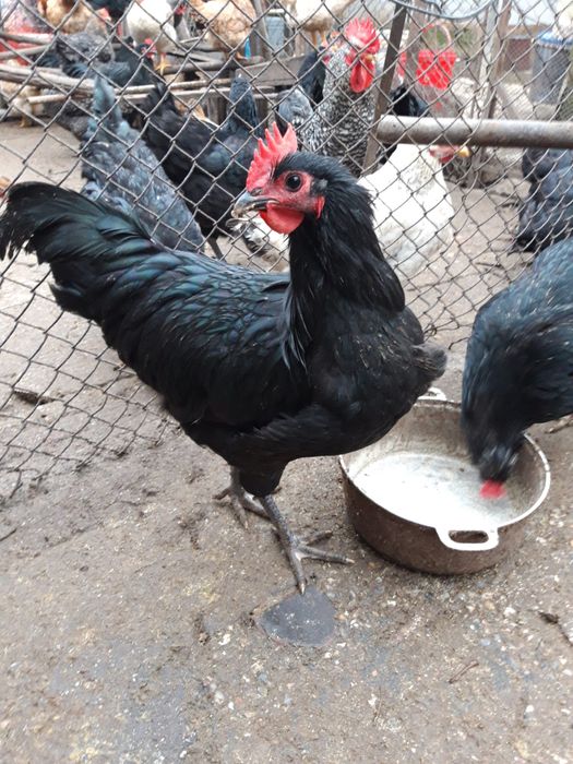 Vand cocoș australop