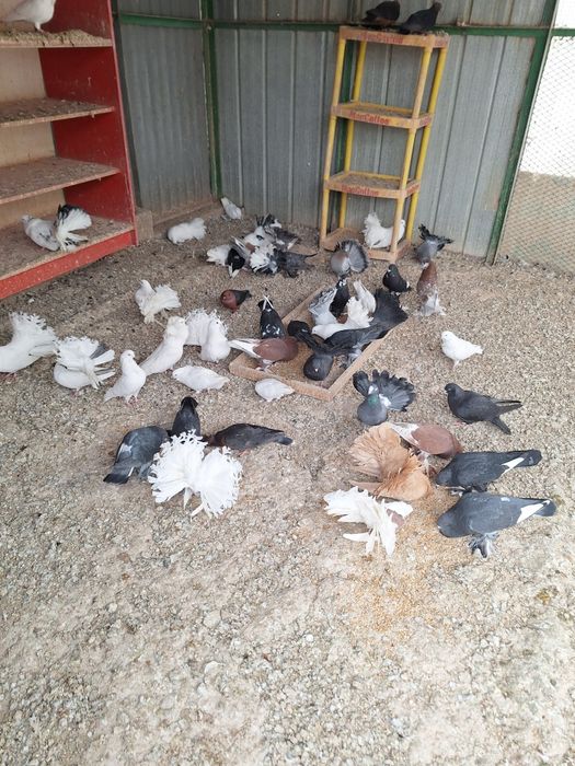 Птицы голуби канарейки