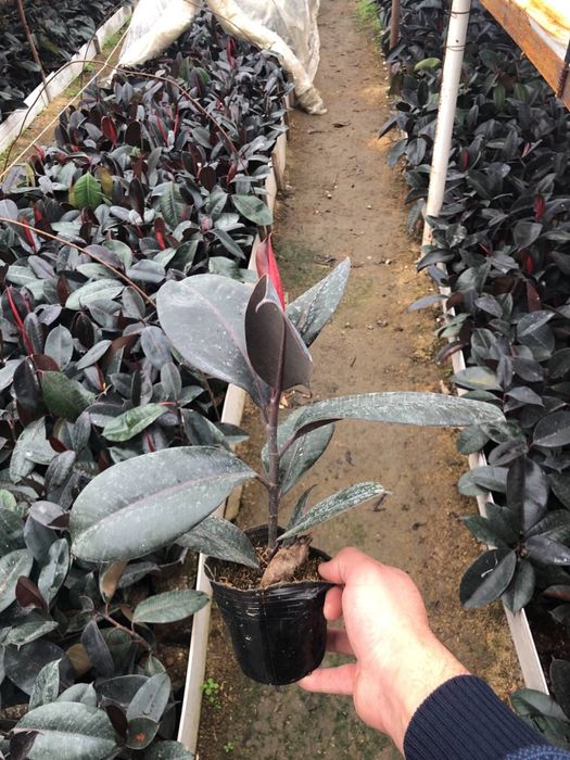 Продаётся Фикусы. Fikus sotiladi