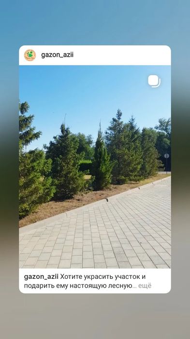 Продаются хвойные и плодовые деревья