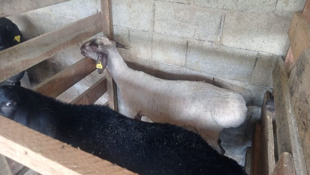 Семіз койлар сатылады