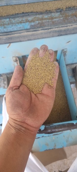 Жоңышқа урык 212